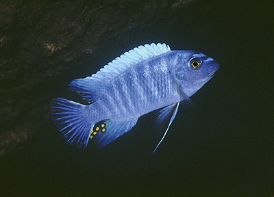 Labeotropheus trewavasae 'Hora Mhango'